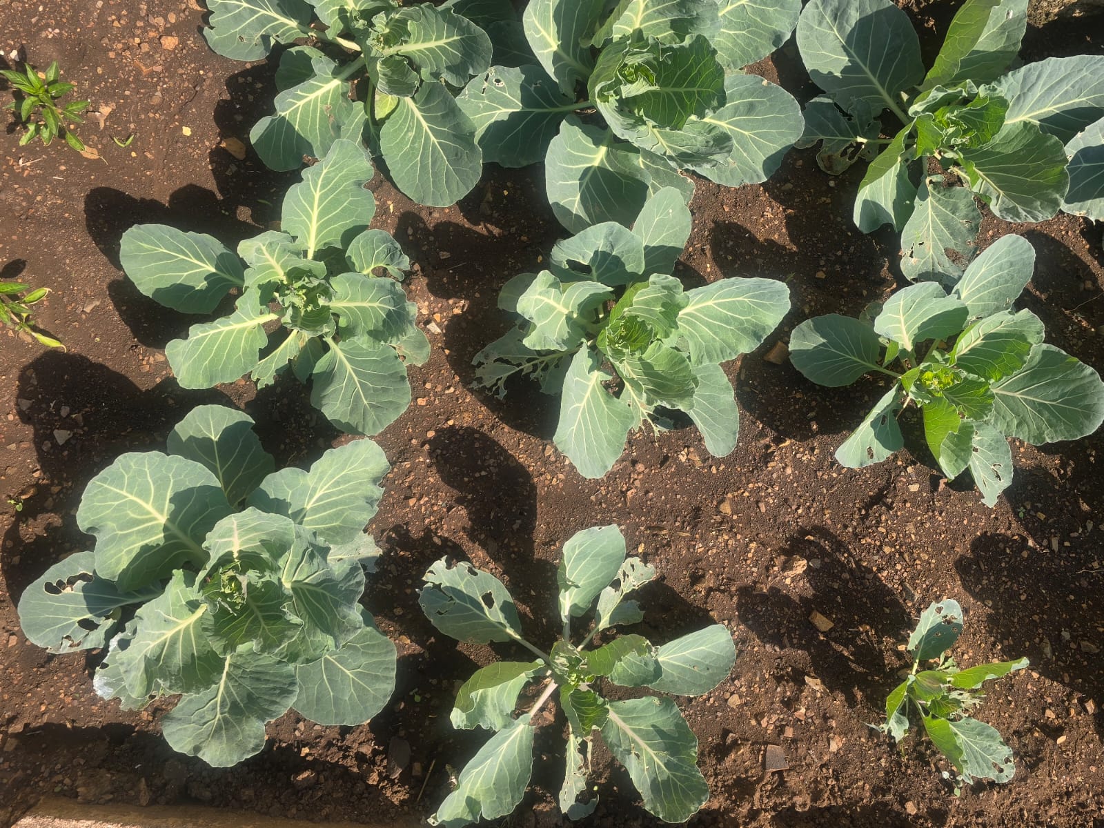 Cabbage
